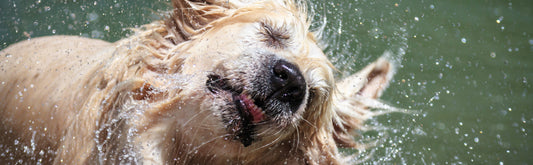 HOW TO REMOVE PET ODOUR & STAINS FROM YOUR INTERIOR